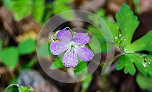 Wild Geranium - Geranium maculatum